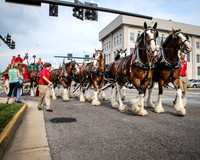 Clydesdales  Bristol 2013